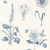 Флизелиновые обои Secret Garden Clarke&Clarke W0197/03