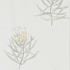 Флизелиновые обои Art Of The Garden Sanderson 216328